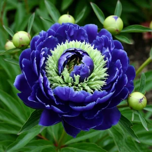 Пион Дримвивер купить по цене от 417р. в интернет-магазине «Посадика» с доставкой почтой в в Нерчинске и по всей России – [изображение №1].