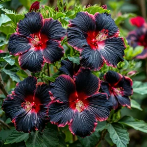 Гибискус садовый Файер Дэнсер купить по цене от 450р. в интернет-магазине «Посадика» с доставкой почтой в в Нерчинске и по всей России – [изображение №1].