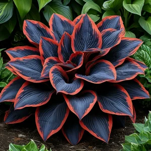 Хоста Солнечный Агат купить по цене от 440р. в интернет-магазине «Посадика» с доставкой почтой в в Нерчинске и по всей России – [изображение №1].