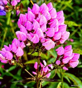 Флокс Бутоник купить по цене от 461р. в интернет-магазине «Посадика» с доставкой почтой в в Нерчинске и по всей России – [изображение №1].