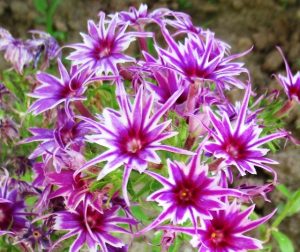 Флокс Звездное Кружево купить по цене от 361р. в интернет-магазине «Посадика» с доставкой почтой в в Нерчинске и по всей России – [изображение №1].