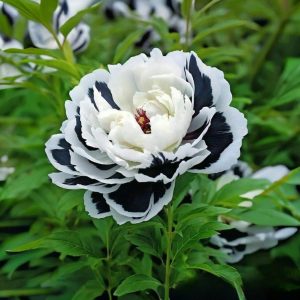 Пион Монохромный Шик купить по цене от 429р. в интернет-магазине «Посадика» с доставкой почтой в в Нерчинске и по всей России – [изображение №1].