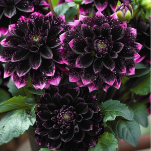 Георгин Лаванда Лейс купить по цене от 679р. в интернет-магазине «Посадика» с доставкой почтой в в Нерчинске и по всей России – [изображение №1].