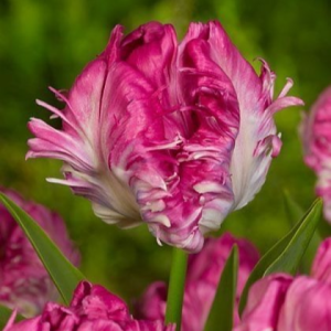 Тюльпан махровый Кул Кристал купить по цене от 400р. в интернет-магазине «Посадика» с доставкой почтой в в Нерчинске и по всей России – [изображение №1].