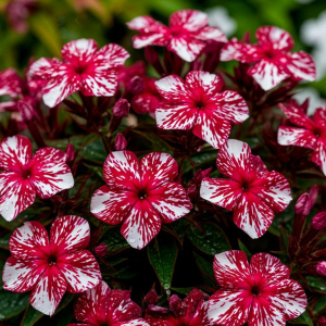 Флокс Ливер Гриммер купить по цене от 590р. в интернет-магазине «Посадика» с доставкой почтой в в Нерчинске и по всей России – [изображение №1].