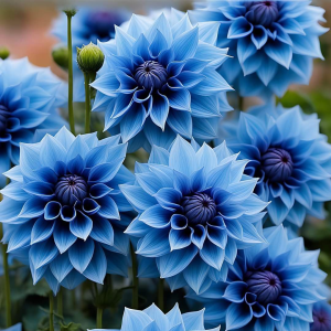 Георгин Вижапе купить по цене от 699р. в интернет-магазине «Посадика» с доставкой почтой в в Нерчинске и по всей России – [изображение №1].