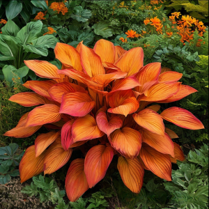 Хоста Солнечный Нектар купить по цене от 605р. в интернет-магазине «Посадика» с доставкой почтой в в Нерчинске и по всей России – [изображение №1].