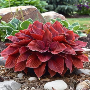 Хоста Рэд Эйнджл купить по цене от 549р. в интернет-магазине «Посадика» с доставкой почтой в в Нерчинске и по всей России – [изображение №1].