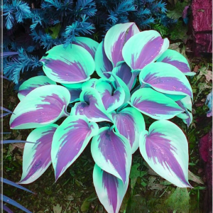 Хоста Висперин Бьюти купить по цене от 379р. в интернет-магазине «Посадика» с доставкой почтой в в Нерчинске и по всей России – [изображение №1].