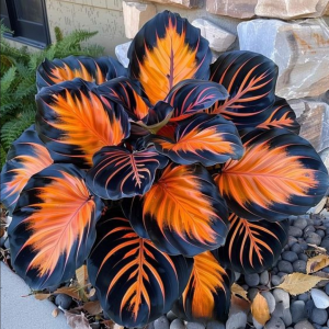 Хоста Сикрет Форест купить по цене от 601р. в интернет-магазине «Посадика» с доставкой почтой в в Нерчинске и по всей России – [изображение №1].