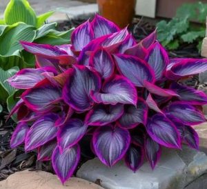 Хоста Сикрет Гарденс купить по цене от 549р. в интернет-магазине «Посадика» с доставкой почтой в в Нерчинске и по всей России – [изображение №1].