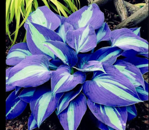 Хоста Аурелия купить по цене от 450р. в интернет-магазине «Посадика» с доставкой почтой в в Нерчинске и по всей России – [изображение №1].