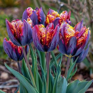 Тюльпан Опал Дрим купить по цене от 207р. в интернет-магазине «Посадика» с доставкой почтой в в Нерчинске и по всей России – [изображение №1].